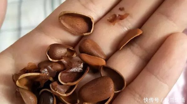 家中的花总是“烂根”养不活盆里加四样东西,根旺花不断