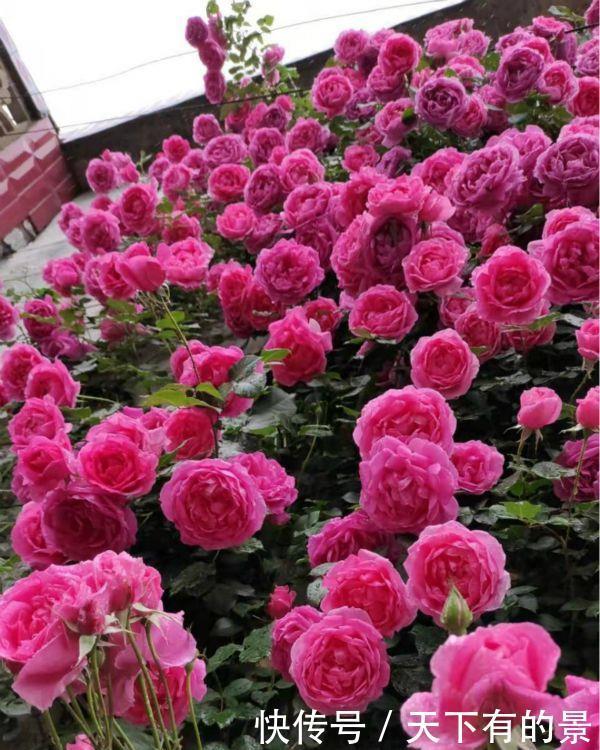 笋芽|月季花墙,小苗快速成型的“窍门”,一年满枝芽,爆出一墙花