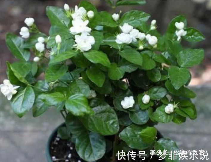 海棠花|几种花超爱开花，清香怡人，连年开花，满室生香，花开美观又大气