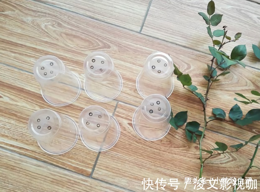 生根|月季扦插难,“撞墙2.0扦插法”,1月生根,就问你盆够不够