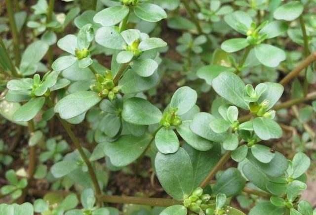 马齿笕|它被称为“药王”，好看又好吃，营养价值高，现在知道还不晚