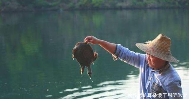 作册般|70岁农民钓上一只乌龟,身中4箭,专家说这是国宝