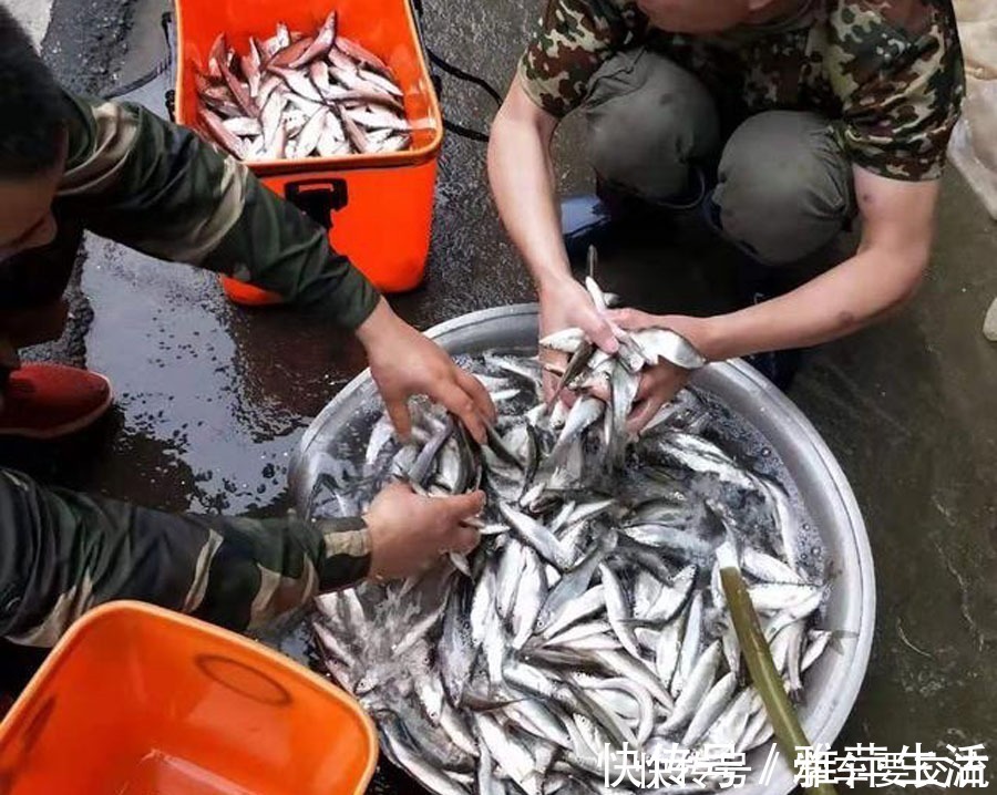 白条闹钩，被钓友所唾弃，总结7种应对方法