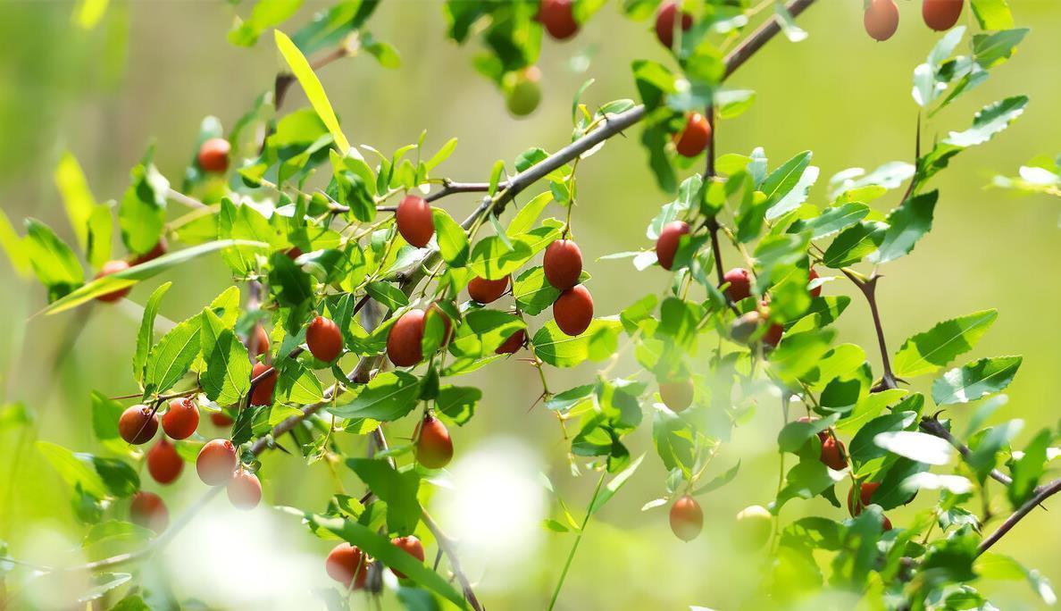 总黄酮|凌晨两、三点失眠简单的1个小方法,失眠好了、一觉到天亮