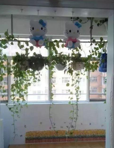 婆婆在家用绳子养绿萝，全家人都笑话，结果家里变成绿森林