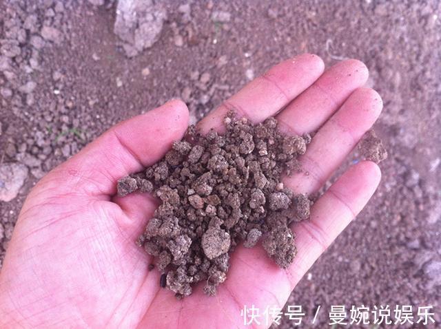 板结|入冬后,盆土变成“铁板石”,多用这两种水浇花,就能明显缓解!