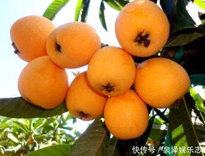 枇杷|想促進消化不知道吃啥這幾種水果，多吃效果好！