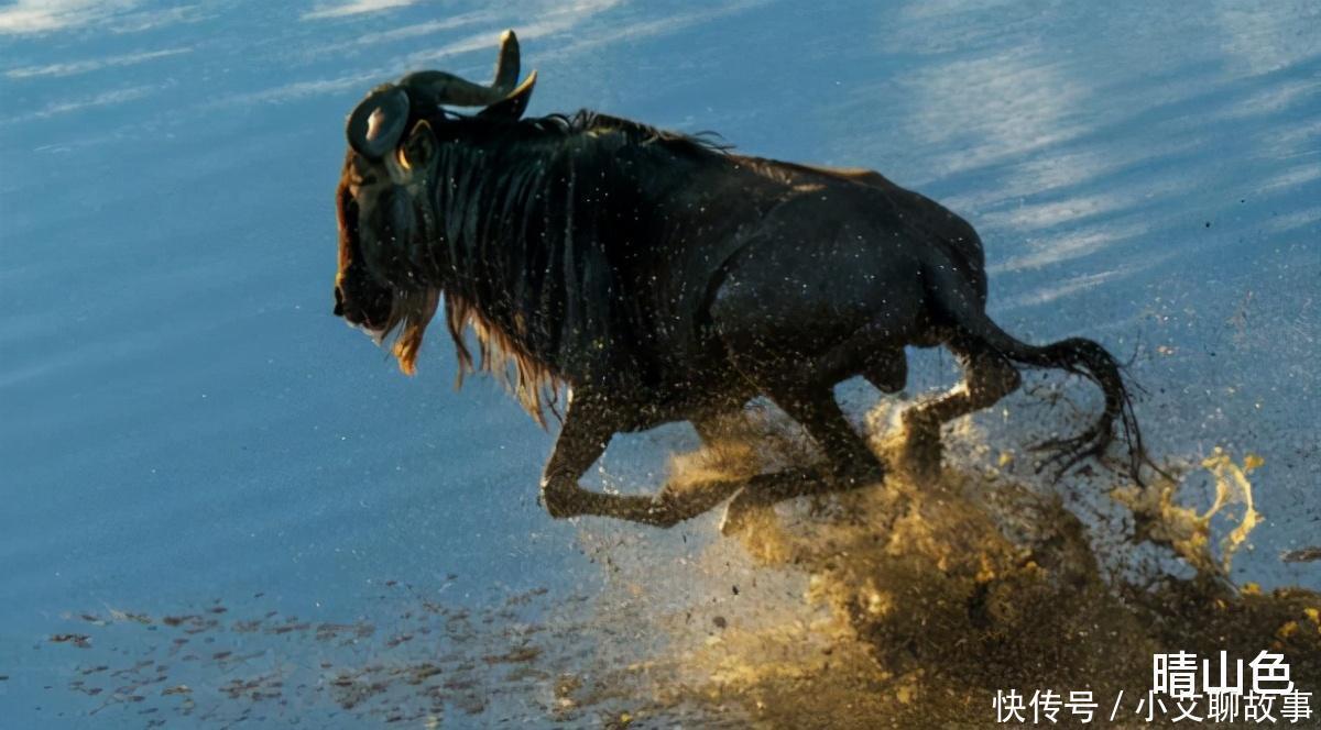 纳特龙湖为什么被称之为“冥河”动物一旦掉入，就会成为化石