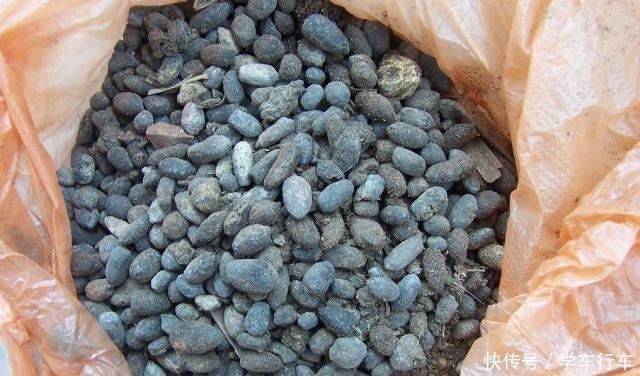 养君子兰,学会使用3种肥料,长得就像“大白菜”,天冷就开花!