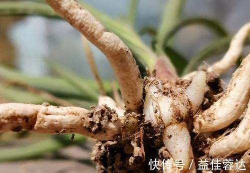 兰花|兰花快速生根有诀窍吗?兰友:照这4步操作,30天内就长新根