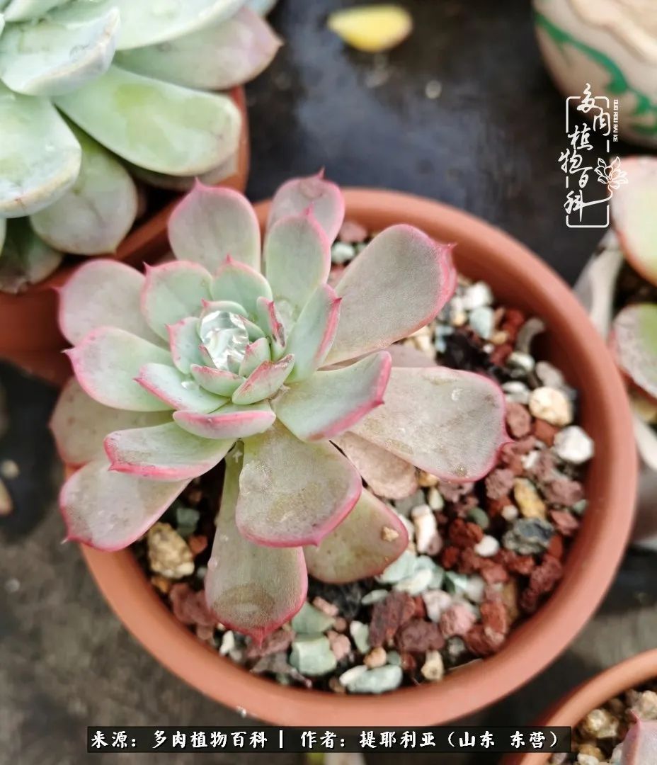 多肉植物|人如多肉，经阳光雨露历练后，亦会越挫越勇！