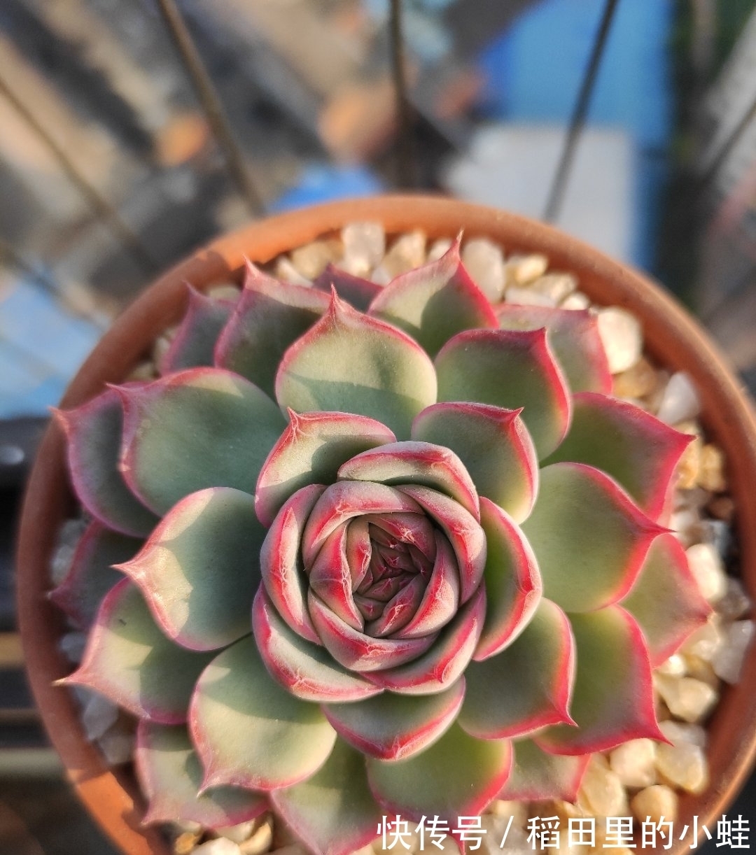 佛珠|这“三多肉”最怕晒,遇强光易“摊大饼”,阴一点养成群生肉墩子