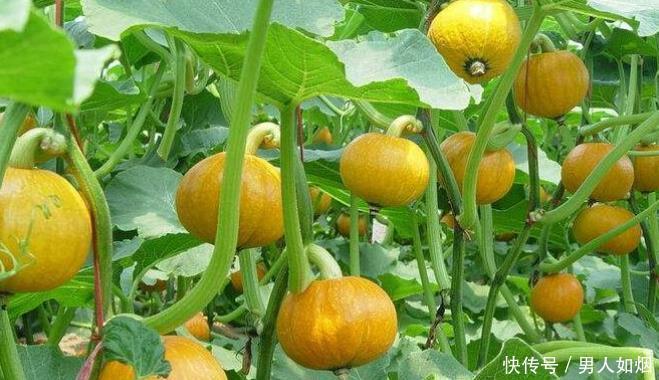 南瓜|常见的南瓜也有食用禁忌,以下人群尽量不要吃,不妨来学习一下