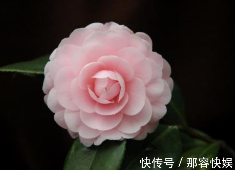 秋季茶花这样养,只需2步,服盆超快,生长旺盛,轻松开爆盆