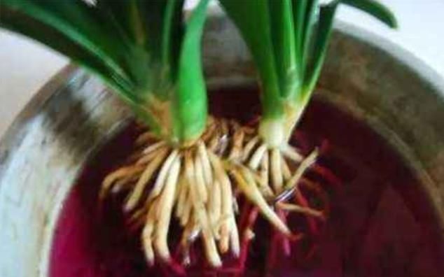 君子兰出现烂根的毛病,如果学会了一种方法,就能“起死回生”