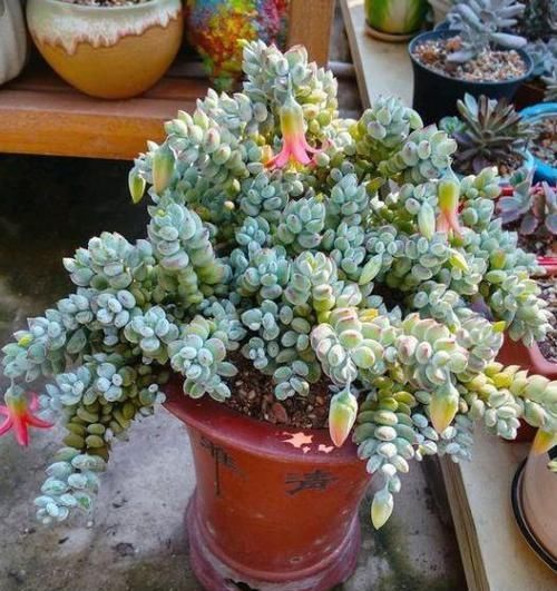 多肉开花会要命?养盆达摩福娘,做到3点,无需犯愁观花赏叶