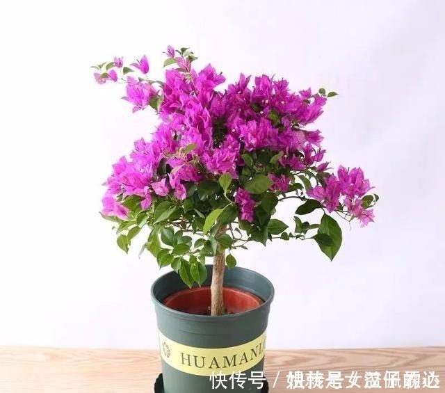 五忌|养花有“六戒”、“五忌”,难怪你的花总养不好,原来是犯了忌讳!