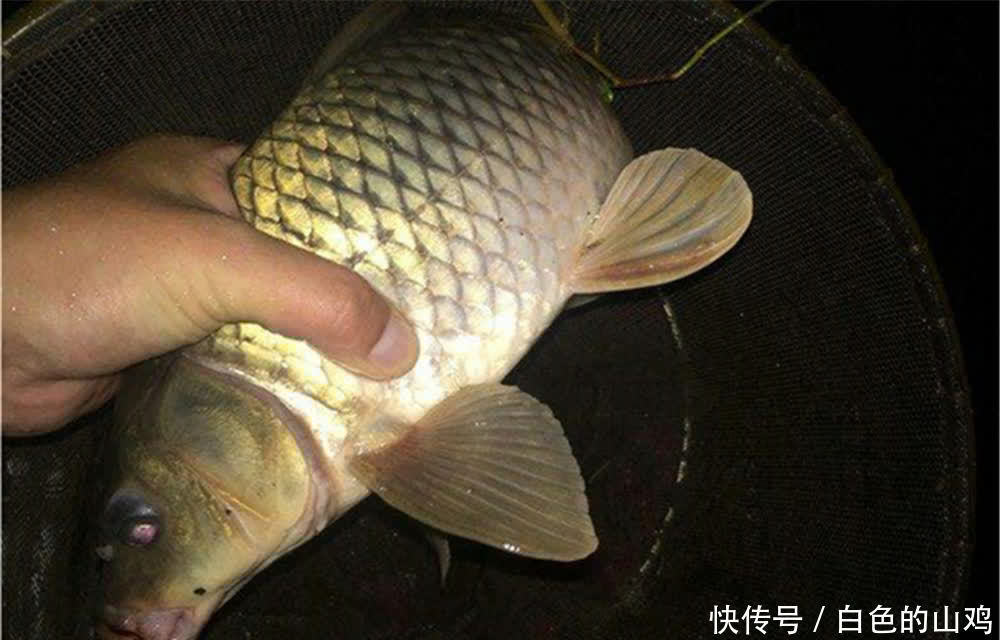 晚春夜钓,避开这些不靠谱的钓位,这里怎么打窝始终没鱼!