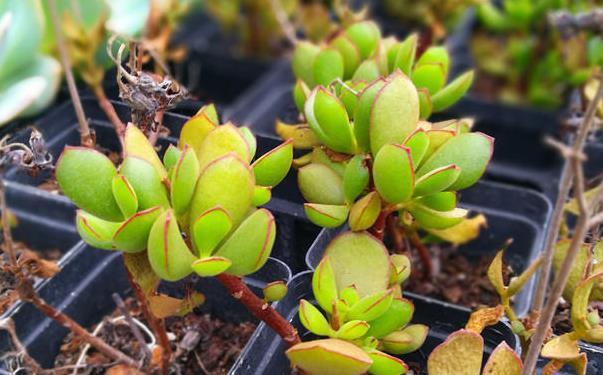 秋凉|七八月份的多肉,有“3怕2喜欢”,避开了才能越长越“美”