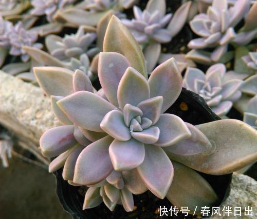 吴小姐想买盆胧月，带回家发现是冬美人，哭笑不得，太难区分了