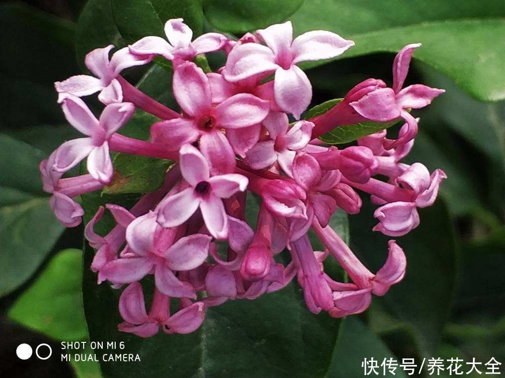 4种“活香水”,养在家里香香的,闻一闻心情都变好