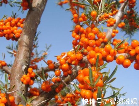 客厅养花，不如养几盆“金色的花”，既好看，又显得“高大上”