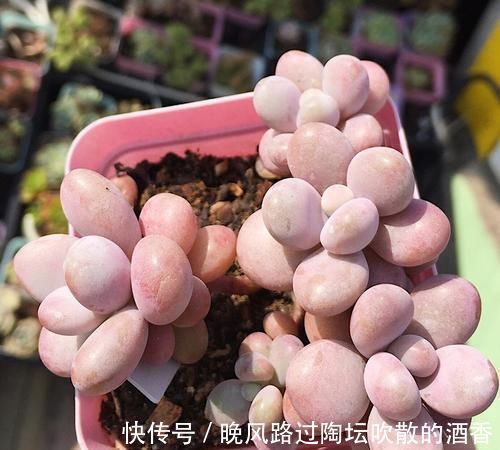 6种漂亮多肉，越老越美丽，长成小老桩，人人见了都赞叹不已！