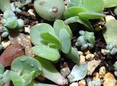 养不死的多肉植物碧桃,别称鸡蛋莲花,浅谈其老桩如何换盆