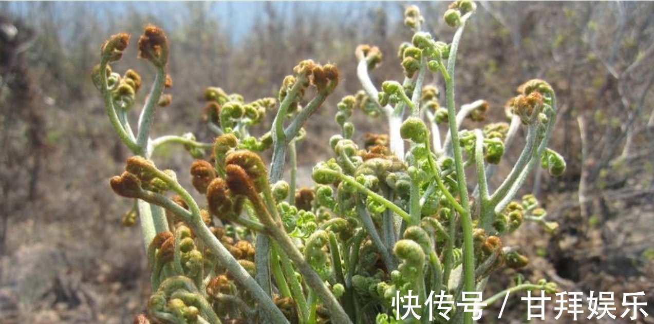 野菜|农村常见的一种野菜,不仅可以食用还能拿来当做驱虫剂使用