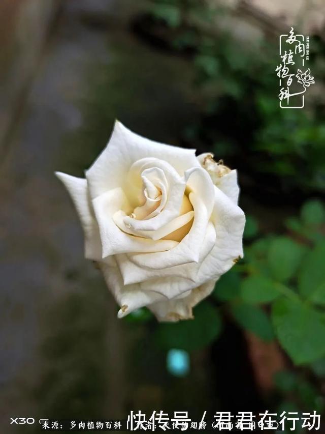 唯有植物,我的人生才不孤独!