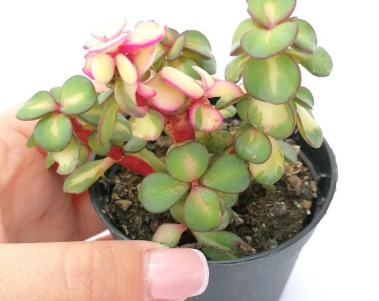 花盆|盆栽避开这3点,树马齿笕叶不黄不掉,很快就逆袭成金枝玉叶