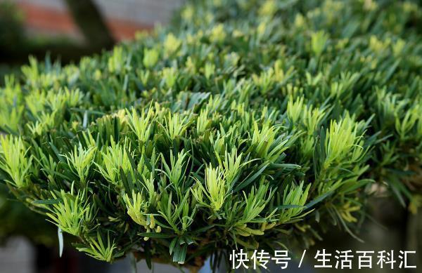 栽种|院子里有空地要种三种树,没空地挤挤也要种,寓意深远