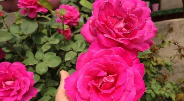 生根率|扦插月季学会5种方法,一个“窍门”全能活,小苗“泛滥”,变成月季园