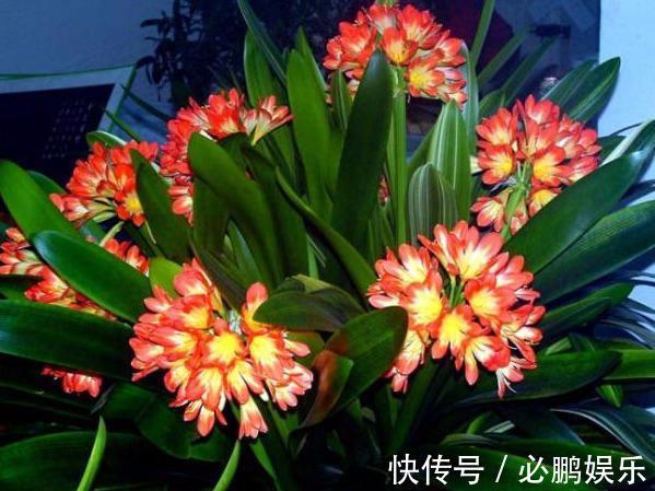 这“2种”肥,君子兰吃了,叶子油亮长得壮,花剑猛冒开花旺!