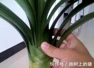 这四种过期药片可别扔了,兑水一浇,黄叶烂根都能治,花越长越旺!