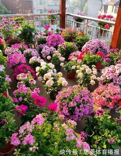 花卉|她家3平方的小阳台,几十盆花不停歇的开,邻居见了都羡慕