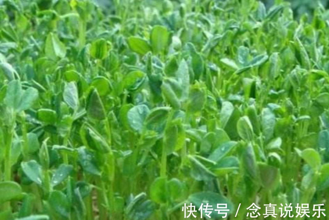 良药|家家户户都有的蔬菜，是护眼良药，吃了让孩子火眼金睛