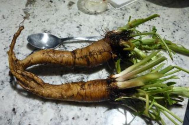 我是大医生|农村3种野菜，酒精肝、痛风、高血压的人要多吃！