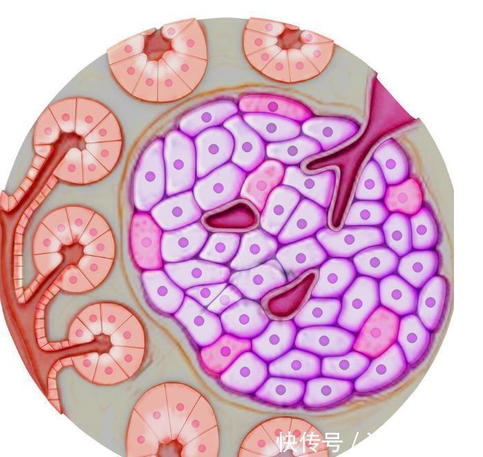 怎么促进胰岛β细胞再生研究发现生物钟