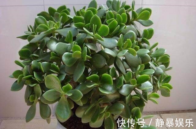 玉树开花不只需要时间这么简单,这3个条件不满足,开花都是空谈