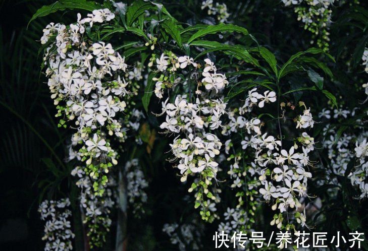 喜欢养茉莉花要选它，开花成串“半米长”，多季开花香味足