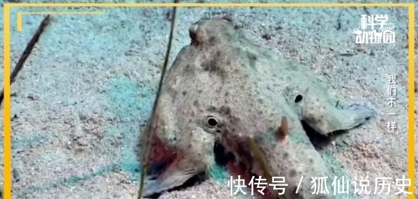 你见过没有翅膀的鸟、长四条腿的鱼吗？