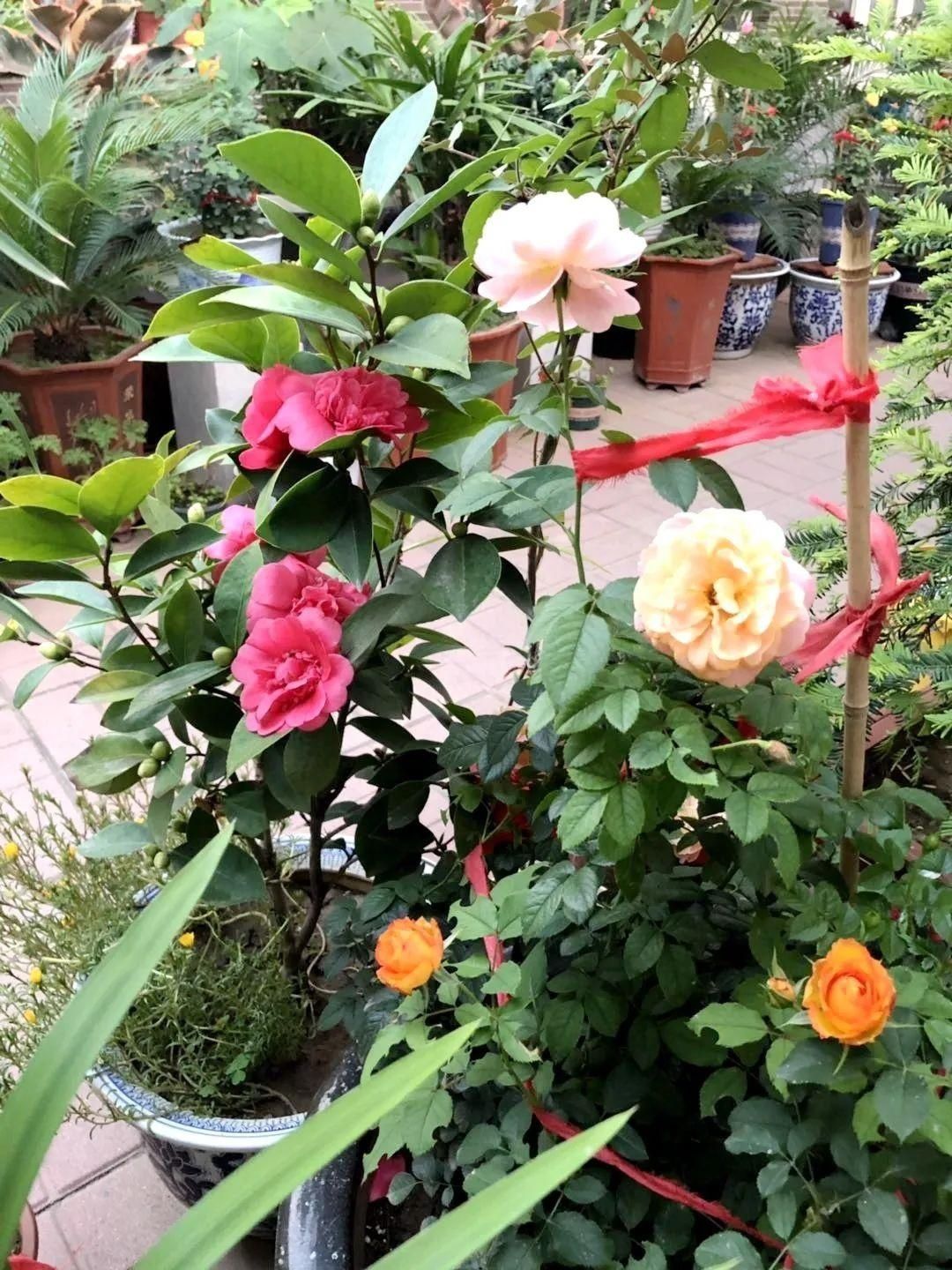 显摆一下我的家丨花开香满院,爱花人在自家庭院建小花园