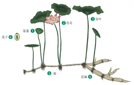 墙裂推荐（莲花的诗句）爱莲说 第3张