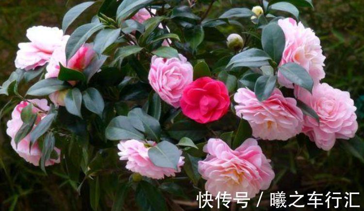 花朵|4种花美的出奇,花好看名字也好听,阳台变成温馨小花园