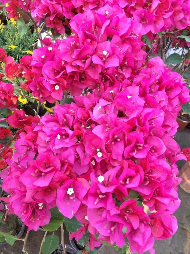 春夏交接三角梅这样养，只见花朵不见叶，赏花赏到“视觉疲劳”