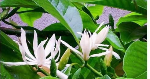 此花堪比空气净化器,比桂花香8倍,沾土就活,新手都能养爆盆