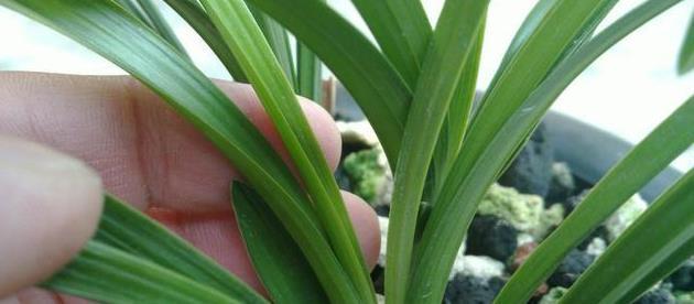 兰花|兰花叶片按照叶形可分为几种?怎么区分?老兰友:至少7种