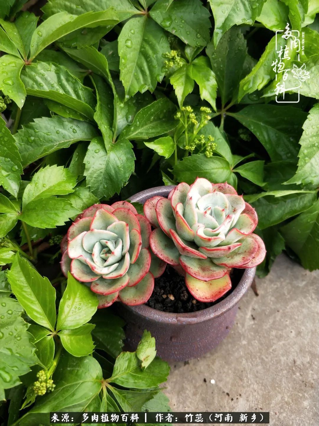 养多肉三周年有感养这么多多肉到底有啥用！