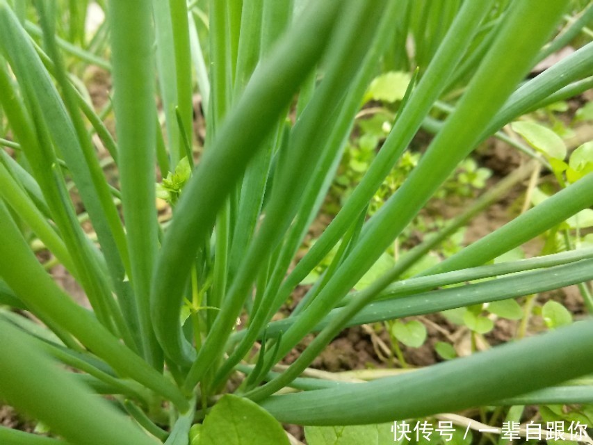 长长的|教你几招,种出来的香葱,葱白长长的